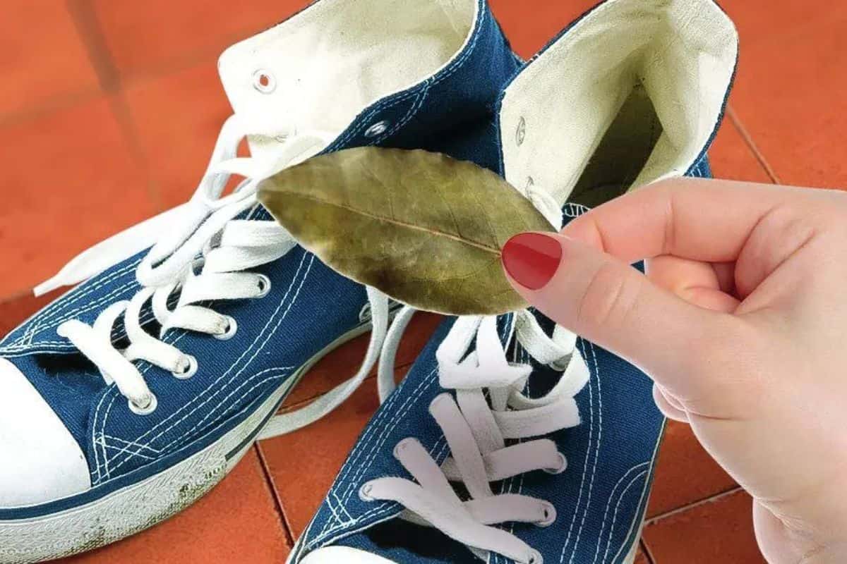 Scarpe e foglia d'alloro