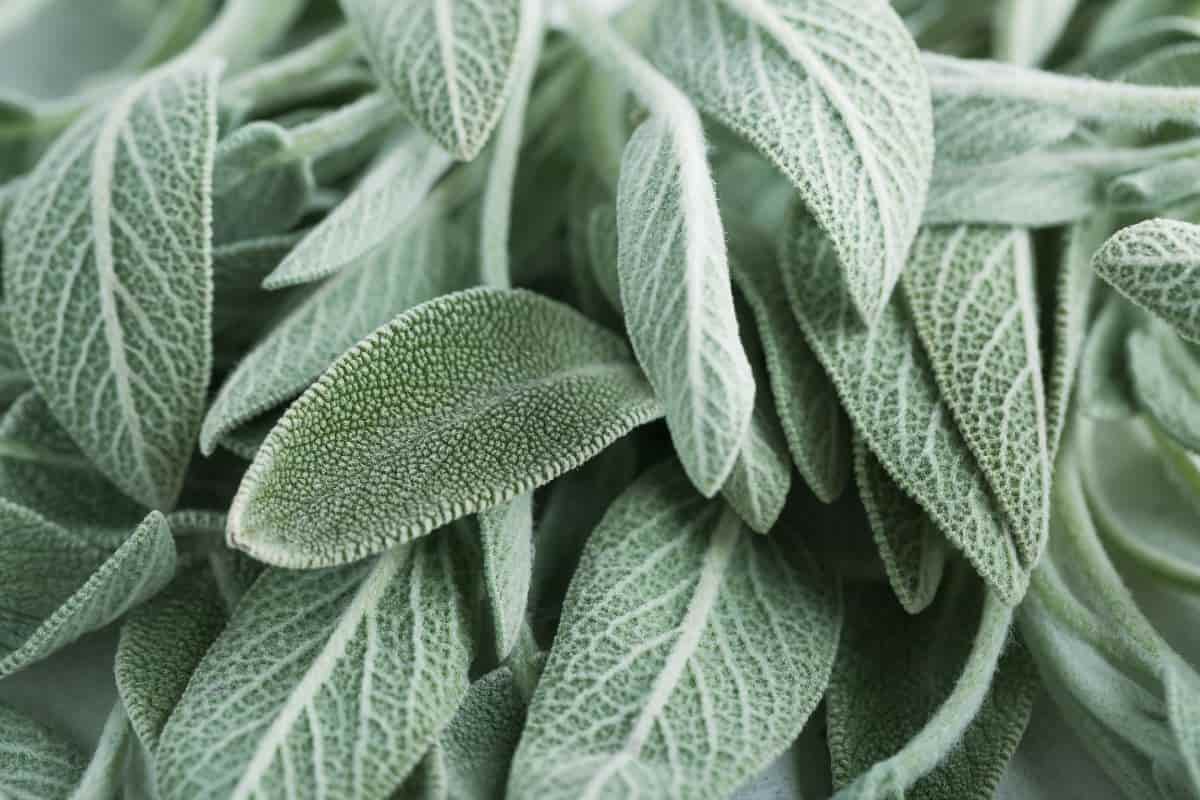 Foglie di salvia