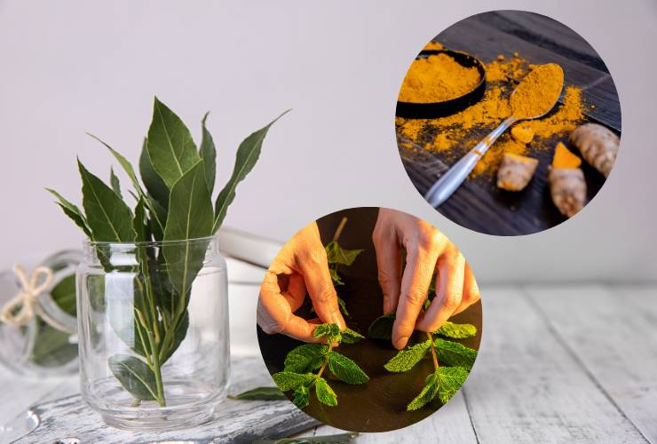 foglie di alloro, menta e curcuma