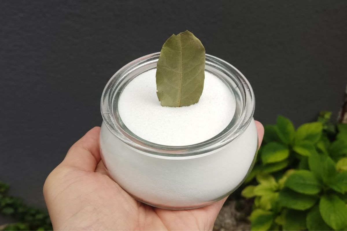 Metti una foglia di alloro nel bicarbonato di sodio: lo fanno tutte le casalinghe