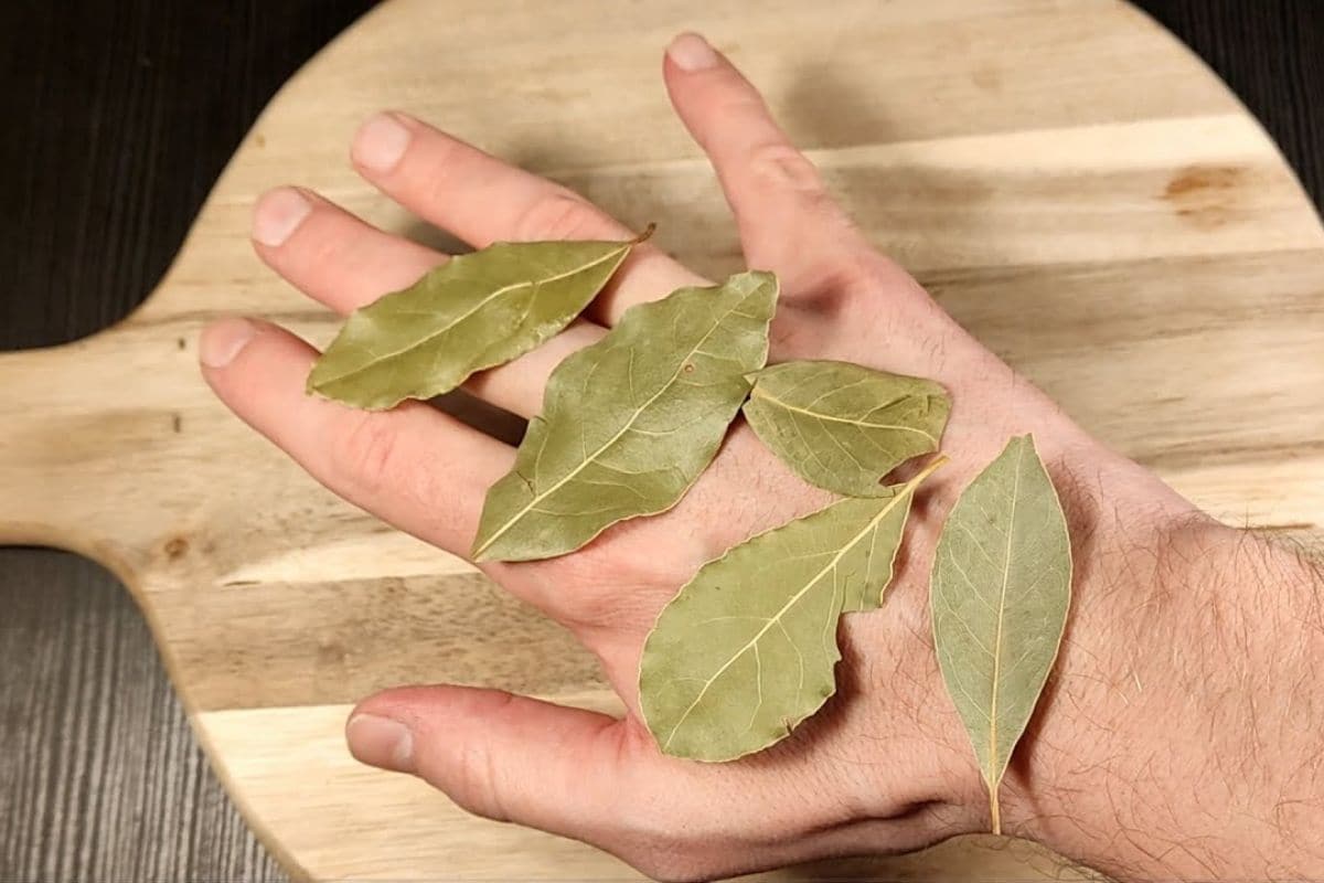 Ho messo 5 foglie di alloro sulle mani e sono rimasto senza parole