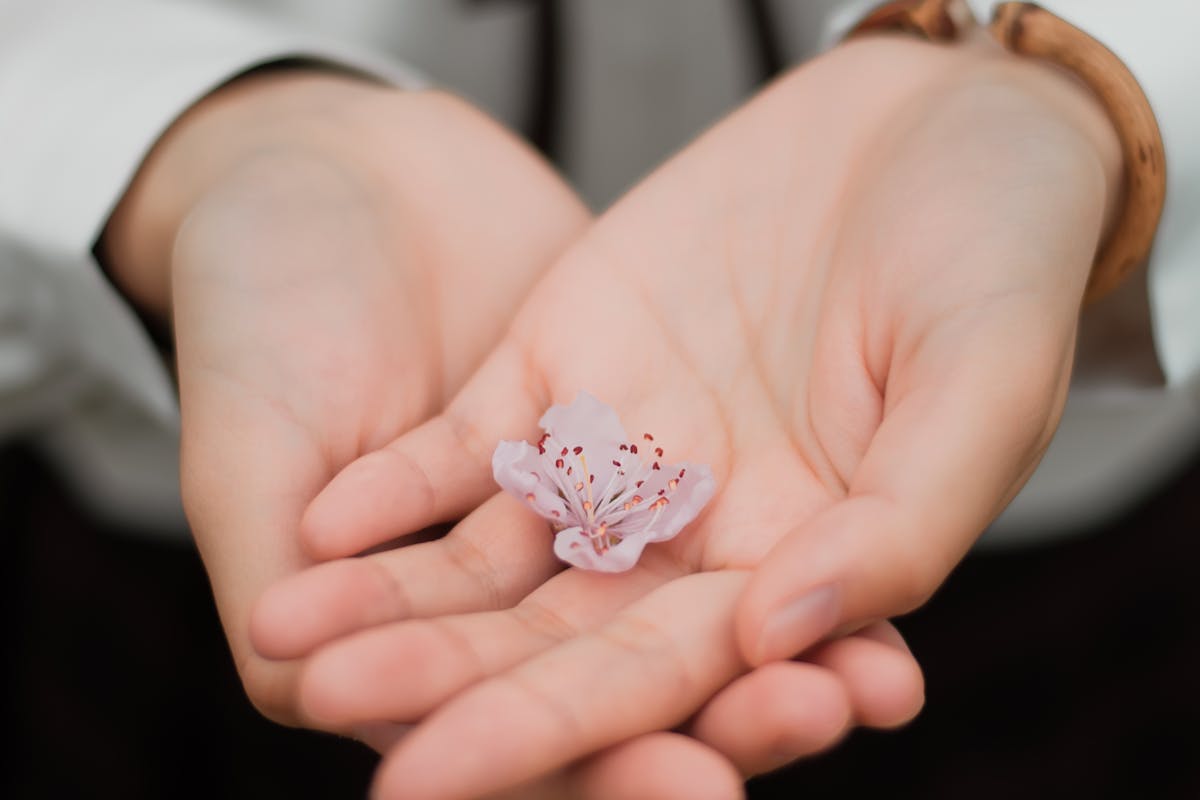 mani che reggono fiore
