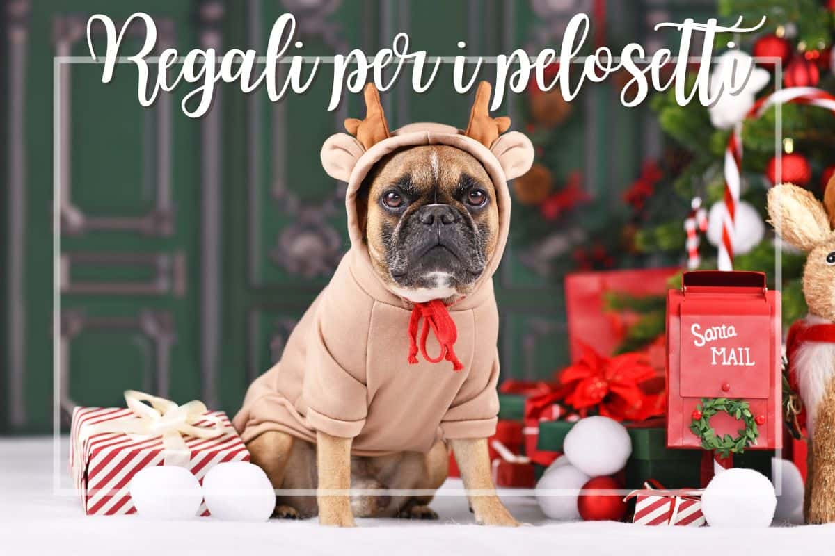 cagne con regali e addobbi natalizi