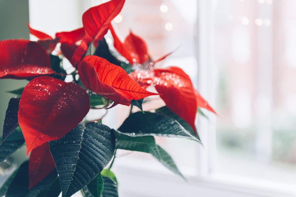 stella di natale alla finestra