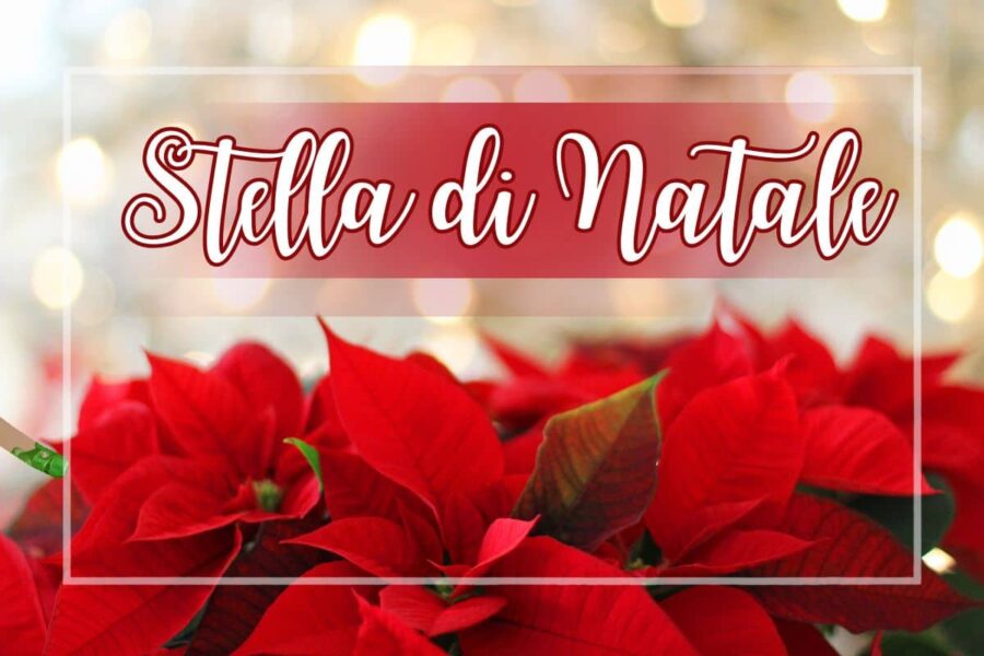 primo piano Stelle di Natale