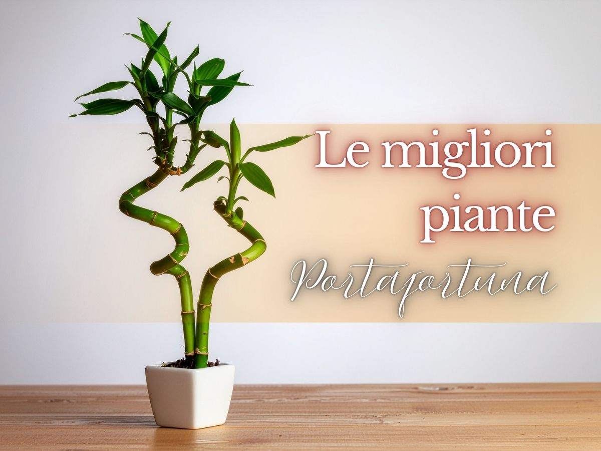 una pianta su uno sfondo bianco